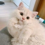 Avatar Mateo Calleja