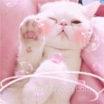 Avatar Nadia Carrillo